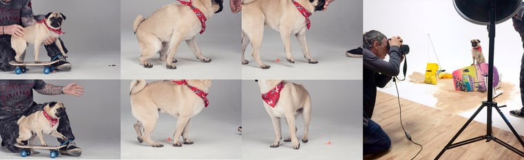 Guru Pet Food behind the scenes Guru Pet Food behind the scenes