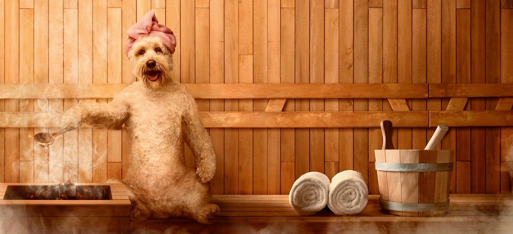 Guru Pet Food Sauna Dog - Sophie Morrison retouch Guru Pet Food Sauna Dog - Sophie Morrison retouch