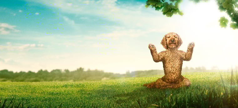 Guru Pet Food Yoga Dog - Sophie Morrison retouch