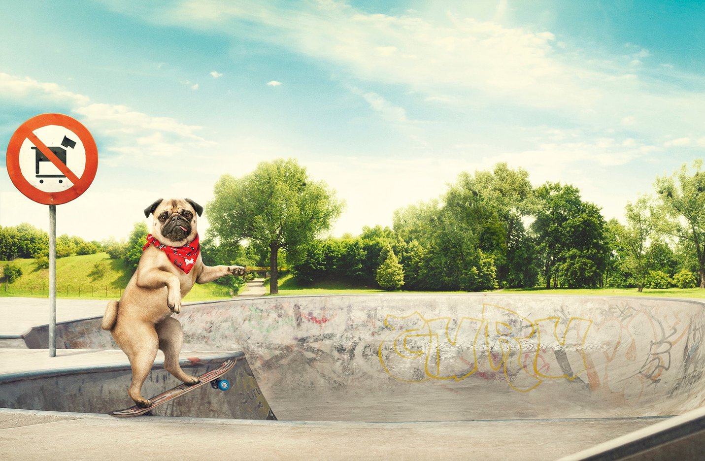 Guru Pet Food Skateboarding Dog - Sophie Morrison retouch Guru Pet Food Skateboarding Dog - Sophie Morrison retouch