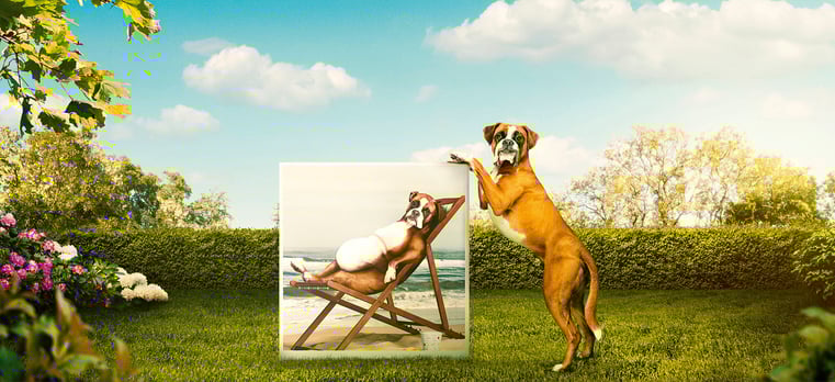 Guru Pet Food WeightWatchers Dog - Sophie Morrison retouch Guru Pet Food WeightWatchers Dog - Sophie Morrison retouch