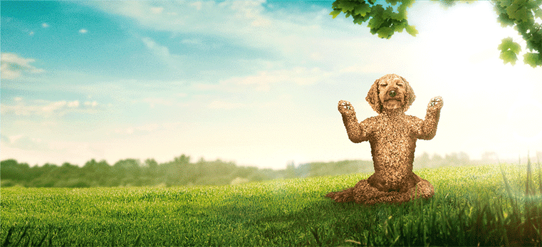 Guru Pet Food Yoga Dog breakdown - Sophie Morrison retouch Guru Pet Food Yoga Dog breakdown - Sophie Morrison retouch