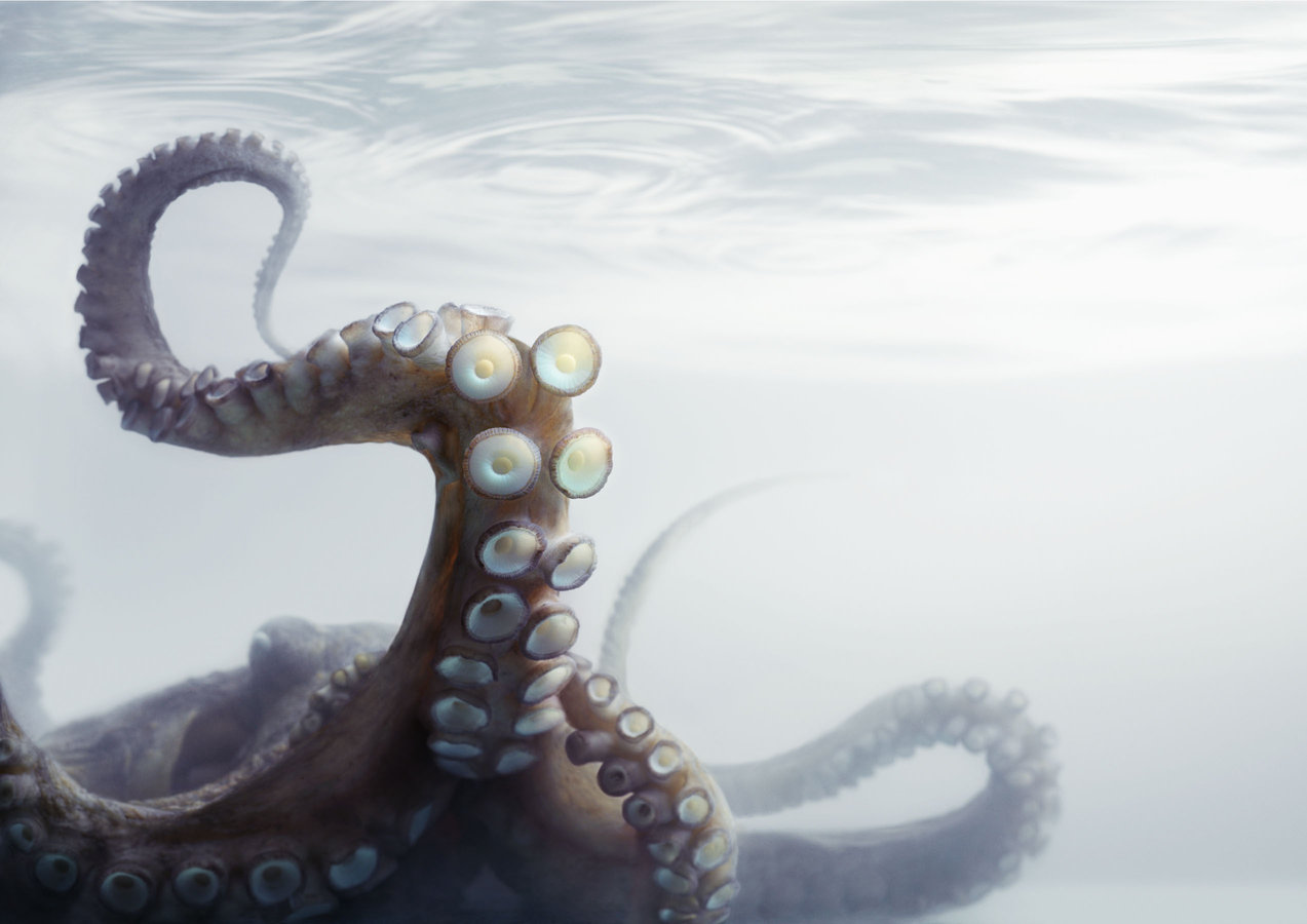 Lexus Happy Finish Retouch David Tweedie